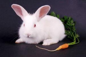 ¿Qué comen los conejos decorativos?