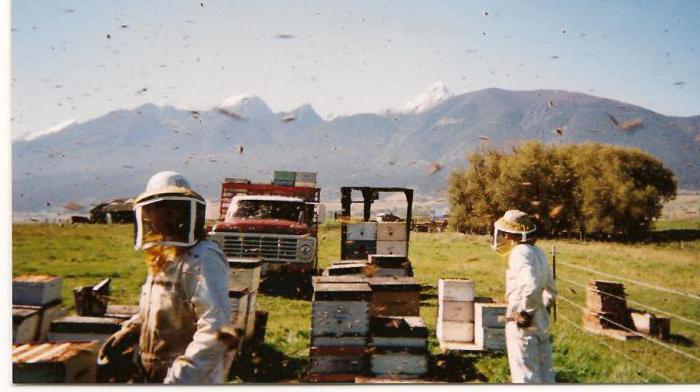 Apicultura industrial: ¿qué se necesita? Bienes para la apicultura Apicultura cursos