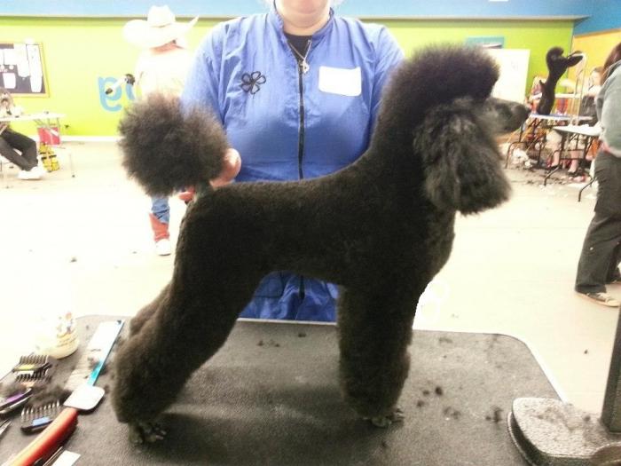 Doméstico y de exhibición haircuts poodle