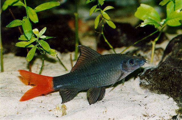 Labeo bicolor: descripción, foto, compatibilidad con otros peces