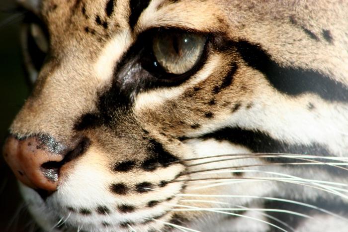 Gato leopardo - pequeño depredador