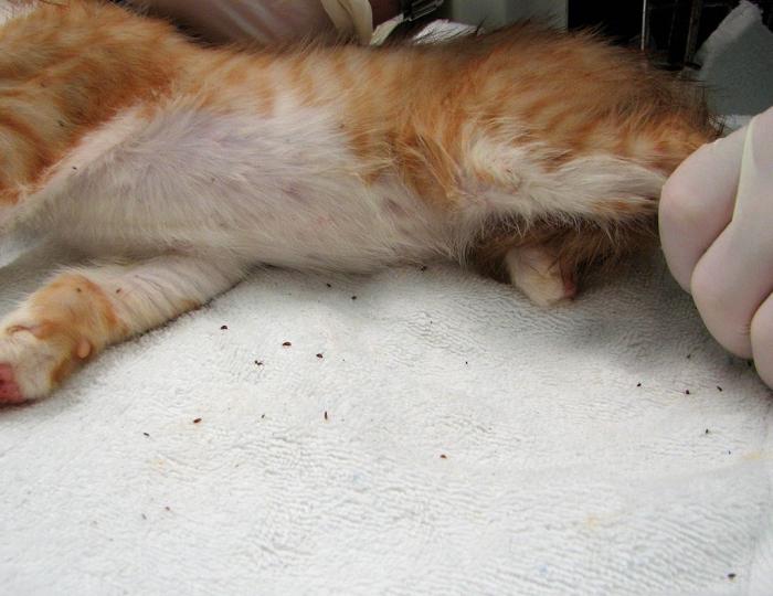 cómo obtener pulgas de un gatito 