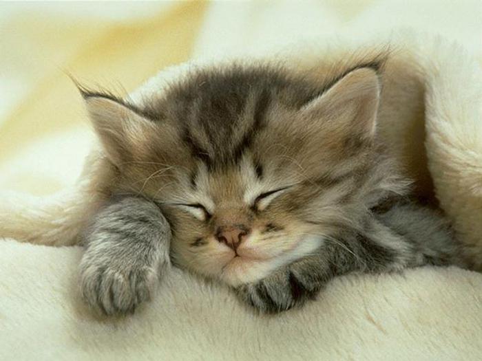 ¿Por qué los gatos murmuran cuando planchan?