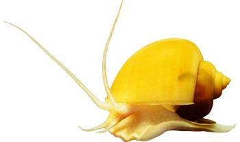 El caracol Ampularia es una mascota extravagante