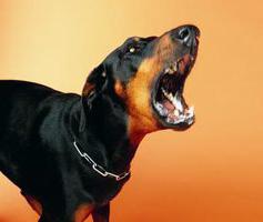 Repelente de perros por ultrasonidos: opiniones