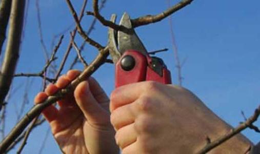 Albaricoque - plantación y cuidado de un árbol frutal