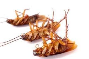 ¿Cómo lidiar con las cucarachas en un departamento remedios caseros? Buen consejo