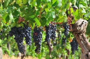 Cómo cultivar uvas? Irrigación y cuidado de plantas