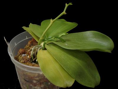 la orquídea phalaenopsis ha florecido