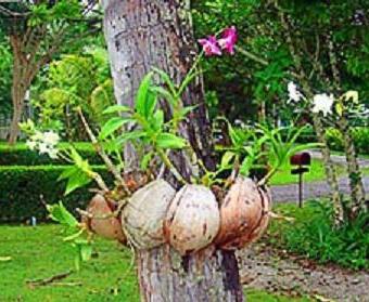 Orquídea - riego, cuidado, floración