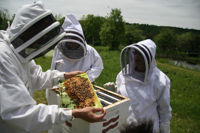 apicultura donde comenzar