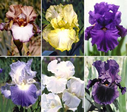¿Por qué no florece el iris? Las razones principales