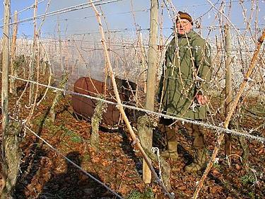 Preparación de la uva para el invierno en los Urales: qué hacer para evitar que la vid se congele