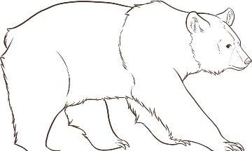 cómo dibujar un oso en etapas