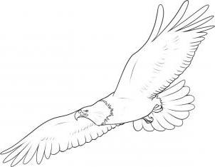 Cómo dibujar un águila con lápiz paso a paso