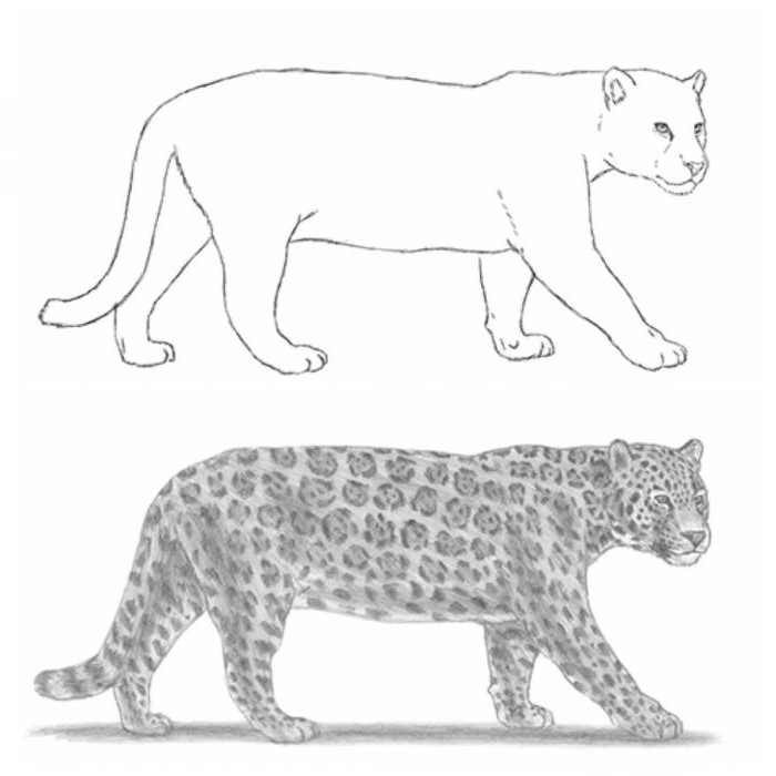 Cómo dibujar un jaguar: instrucción