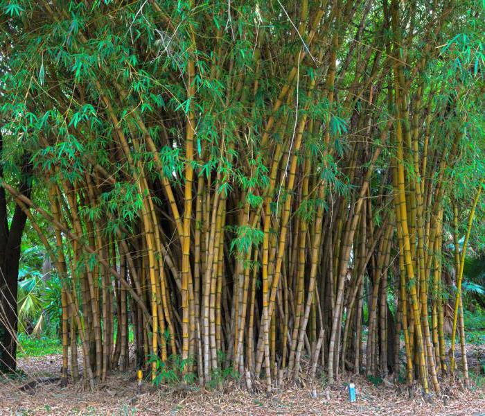 planta de bambú