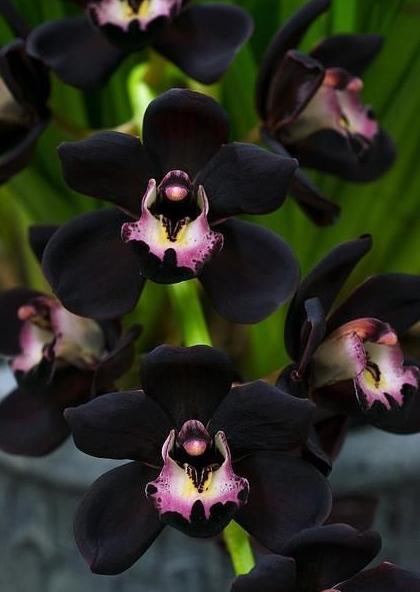 Orquídea negra - una flor hermosa y misteriosa