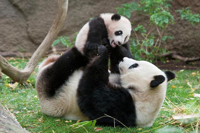 Datos interesantes sobre los pandas que afectarán a muchos