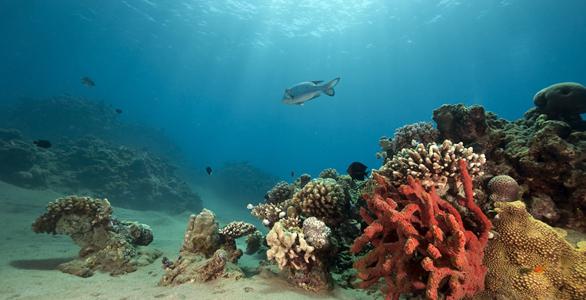 mundo de arrecifes de coral