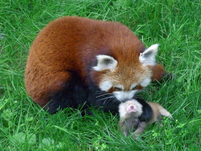 pequeño panda pelirrojo panda