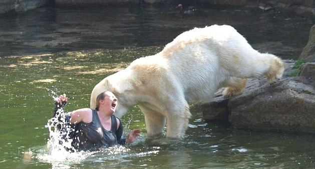 ataque del oso polar