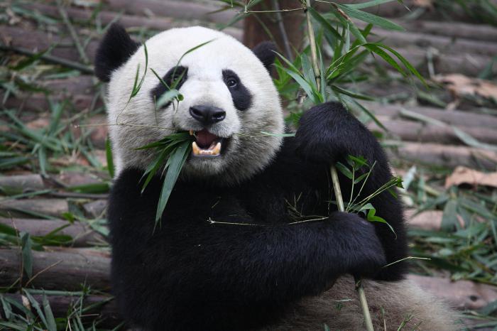 Osos de "felpa". ¿Qué comen los pandas?