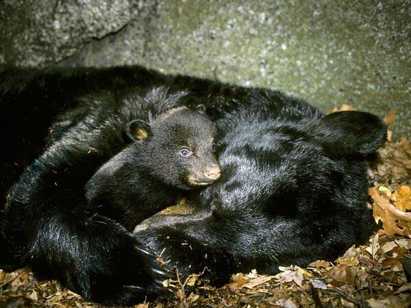 ¿Por qué el oso se chupa la pata y duerme en el invierno?