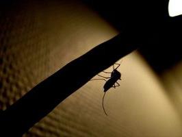 Mosquito de por vida - detalles interesantes