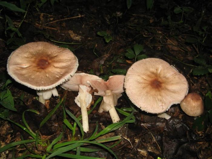 Una variedad de hongos: ¿cómo distinguir los hongos comestibles y venenosos?
