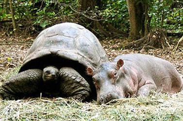 La tortuga más antigua del mundo. Historia de la vida