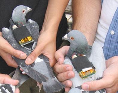 ¡Cuántas palomas viven, tanto nos sorprenden!