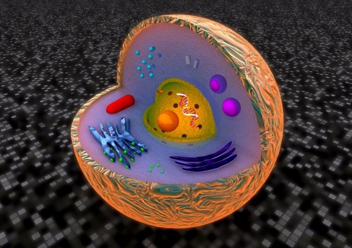 La célula eucariota y su organización estructural y funcional