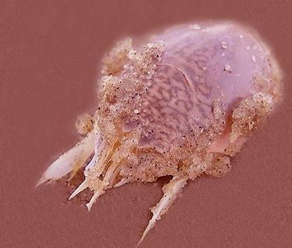 ¿Qué provoca una picadura de pulga en humanos?